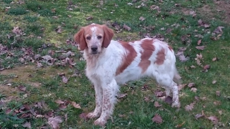 Laika Des Fourberies De Twister