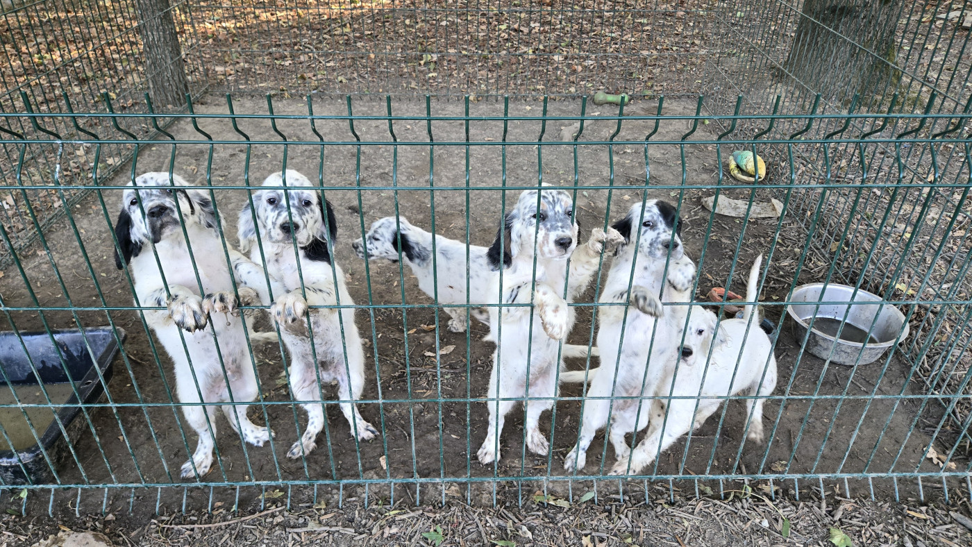 Chiot Setter Anglais Des Fourberies De Twister