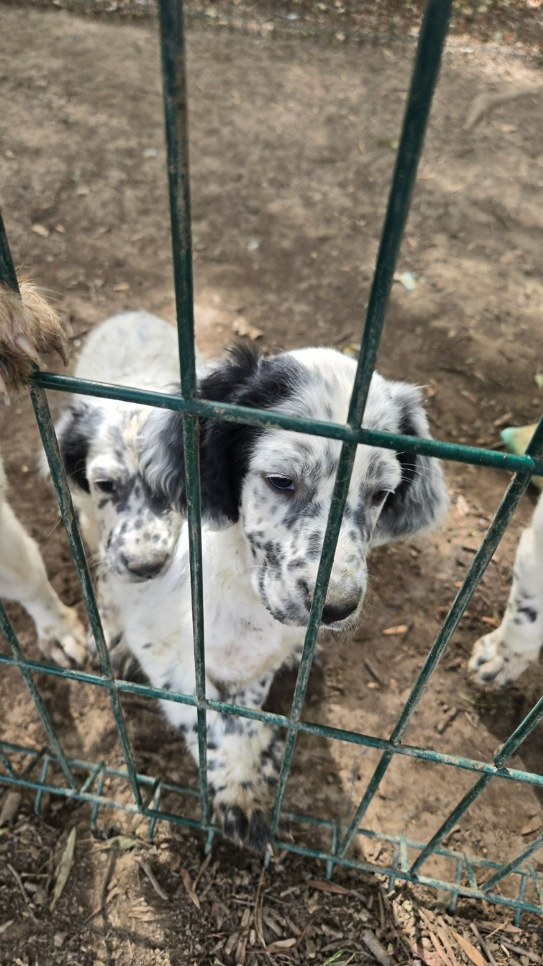Des Fourberies De Twister - Chiots disponibles - Setter Anglais
