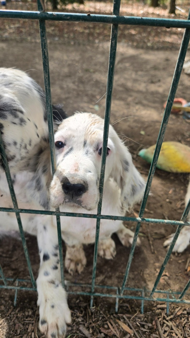 Des Fourberies De Twister - Chiots disponibles - Setter Anglais