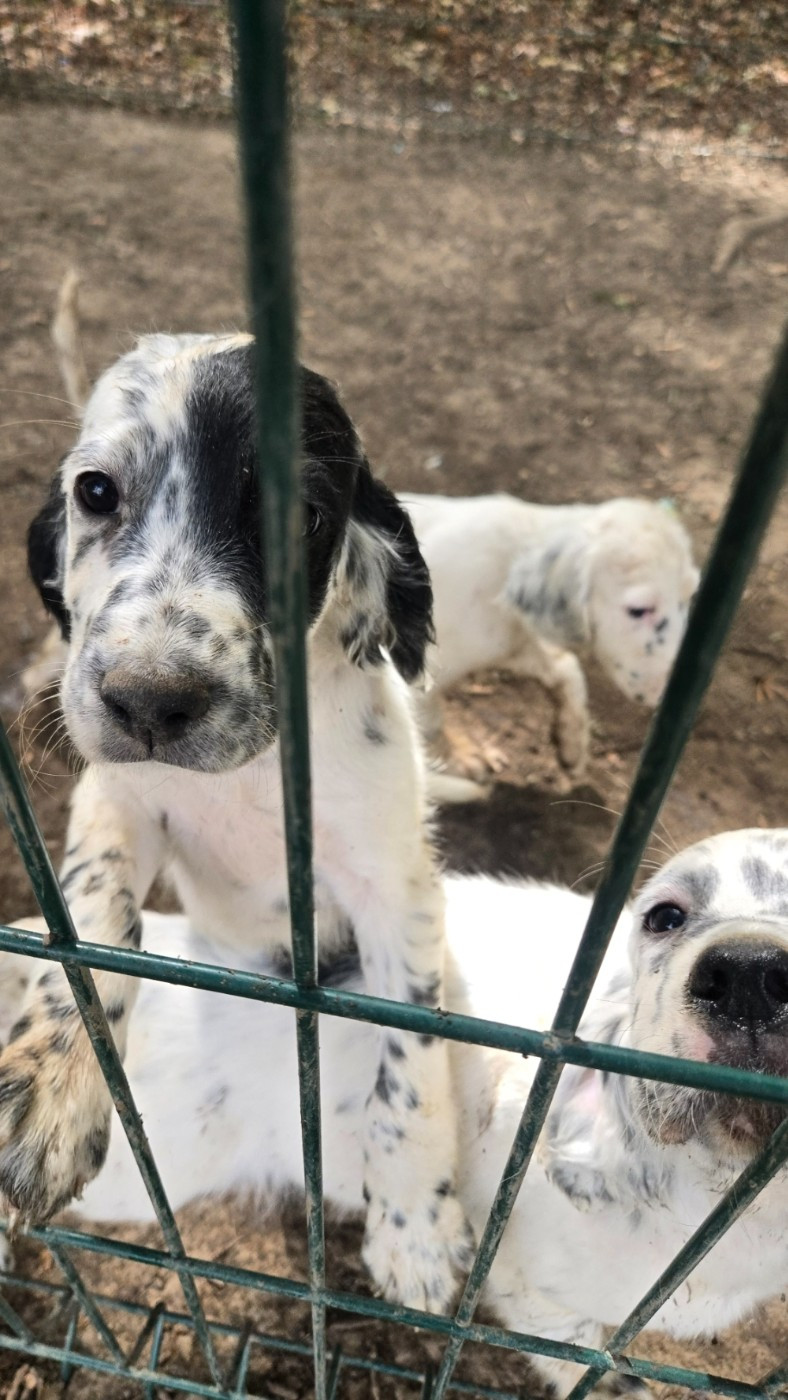 Des Fourberies De Twister - Chiots disponibles - Setter Anglais