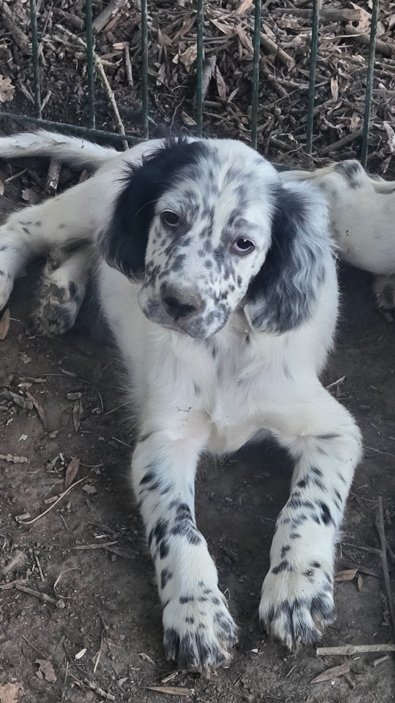 Des Fourberies De Twister - Chiots disponibles - Setter Anglais