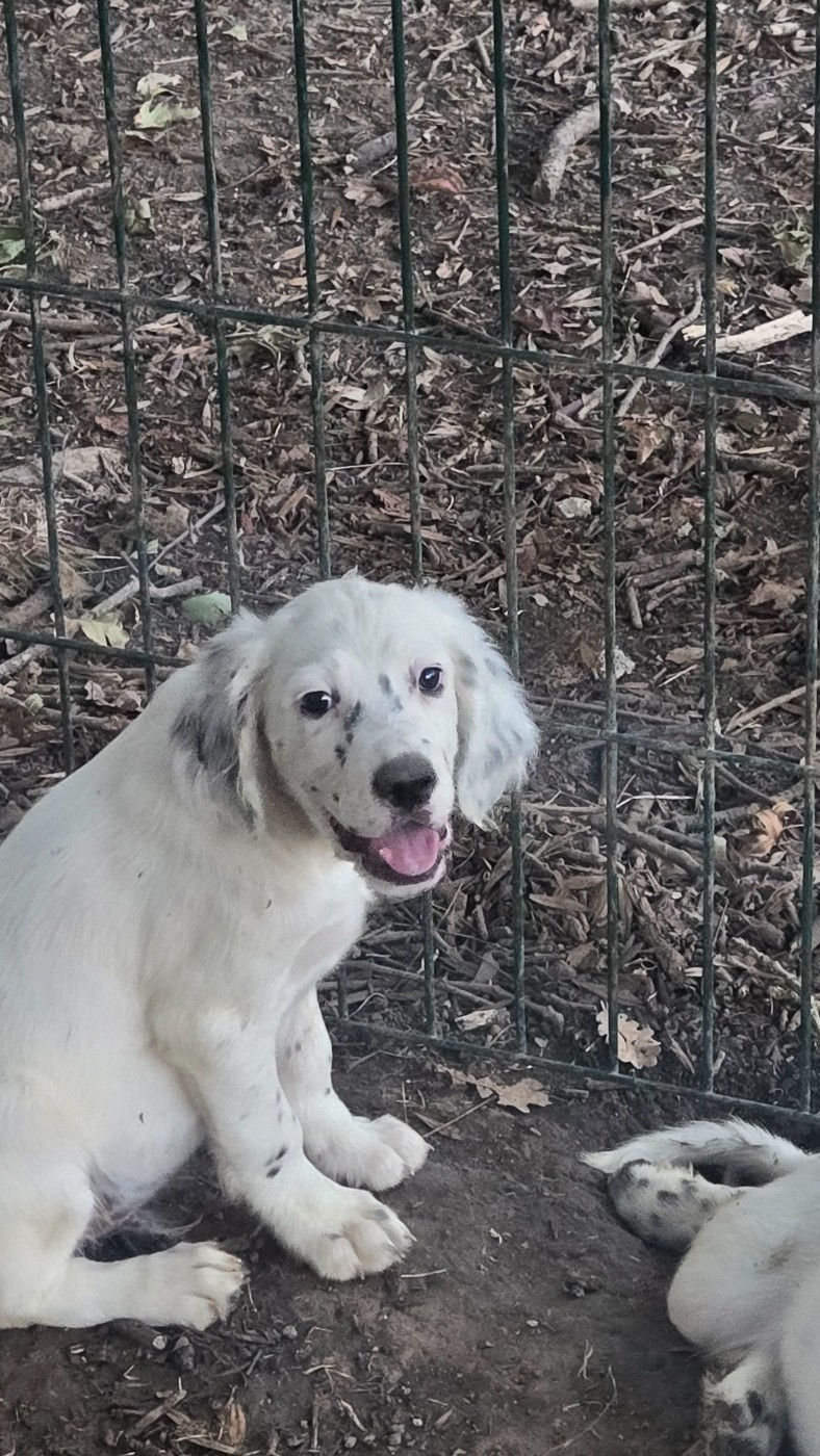 Des Fourberies De Twister - Chiots disponibles - Setter Anglais