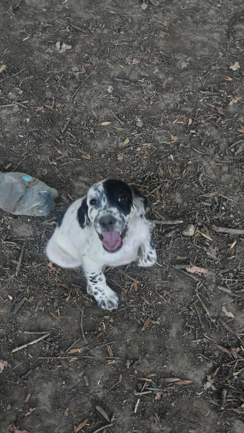 Des Fourberies De Twister - Chiots disponibles - Setter Anglais